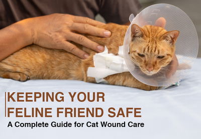 Guide to Cat Wound Care